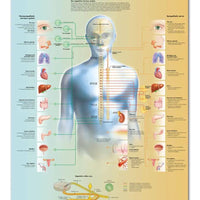 Póster anatomía Humana para consultorios PII