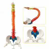 Columna vertebral 85 CM Color