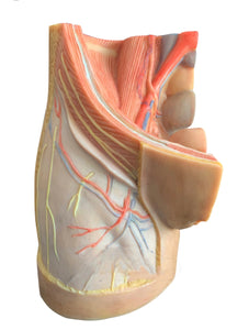 Modelo de pelvis femenina o masculino - Ultra Realista Alta Simulación