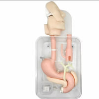 Simulador duodenal endoscopia estomago duodeno gastro
