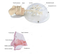 Simulador laparoscopia Broncoscoscopia 6 niveles bronqueos - Alta Simulacion
