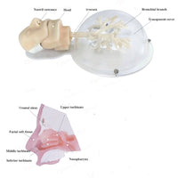 Simulador laparoscopia Broncoscoscopia 6 niveles bronqueos - Alta Simulacion