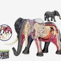 Modelo Anatómico 4D Mamut o Elefante desmontable