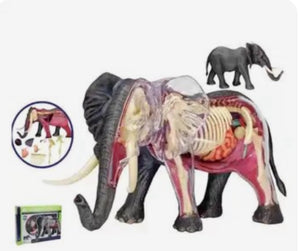 Modelo Anatómico 4D Mamut o Elefante desmontable