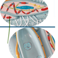 Modelo microscópico de tejido miocárdico