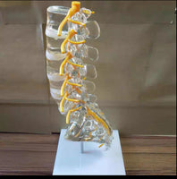 Modelo de columna vertebral lumbar transparente
