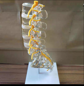 Modelo de columna vertebral lumbar transparente