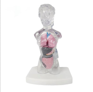 Modelo de torso femenino transparente