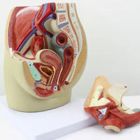 Modelo Pelvis Femenina Sagital 4D desmontable alta definiciion