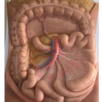 Modelo arteria mesentérica | retroperitoneo | tronco Celiaco - Ultra Realista Alta Simulación