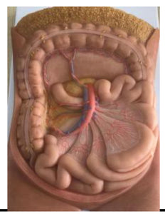 Modelo arteria mesentérica | retroperitoneo | tronco Celiaco - Ultra Realista Alta Simulación