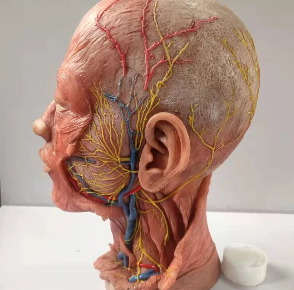 Modelo de Cabeza - Ultra Realista Alta Simulación