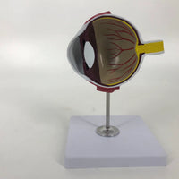 Modelo de ojo canino perro veterinaria
