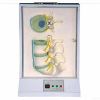 Simulador de Disco intervertebral columna vertebra eléctrico