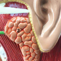 Modelo de Glandulas Salivares