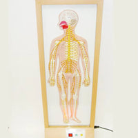 Simulador Eléctrico Sistema Nervioso Central