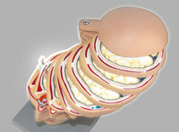Modelo anatómico de cabeza en capas cortes detallados

