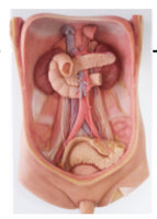 Modelo arteria mesentérica | retroperitoneo | tronco Celiaco - Ultra Realista Alta Simulación
