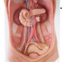 Modelo arteria mesentérica | retroperitoneo | tronco Celiaco - Ultra Realista Alta Simulación