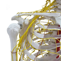 Esqueleto con nervios y arterias tamaño real 175 cm