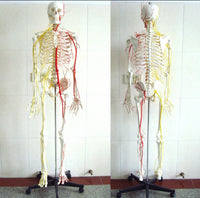 Esqueleto con nervios y arterias tamaño real 175 cm
