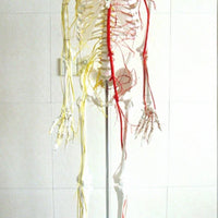 Esqueleto con nervios y arterias tamaño real 175 cm