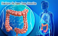 simulador de ultrasonido del intestino grueso
