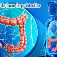 simulador de ultrasonido del intestino grueso