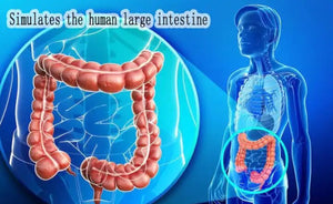 simulador de ultrasonido del intestino grueso