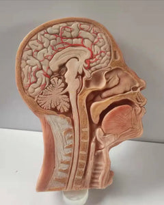 Modelo de Cabeza y Cerebro - Ultra Realista Alta Simulación