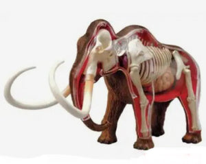 Modelo Anatómico 4D Mamut o Elefante desmontable