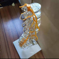 Modelo de columna vertebral lumbar transparente
