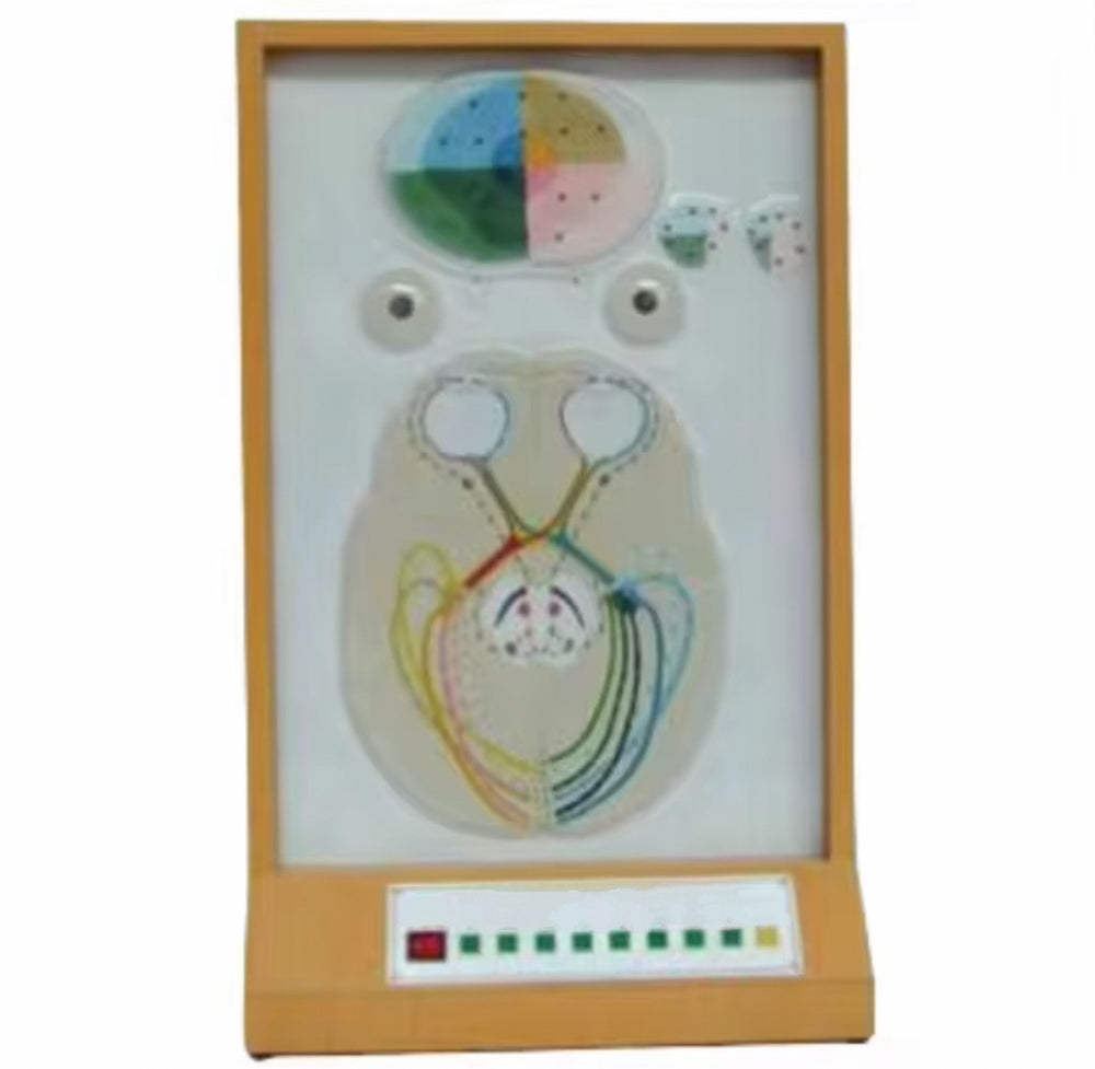 Simulador electrónico de pupila ojo humano oftalmología