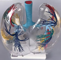 Modelo de segmentacion transparente arbol bronquial de pulmones humanos
