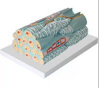 Modelo microscópico de tejido miocárdico
