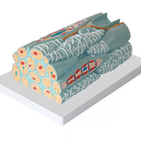 Modelo microscópico de tejido miocárdico