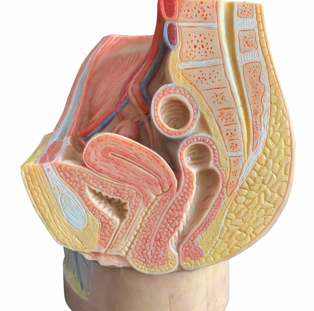 Modelo de pelvis femenina o masculino - Ultra Realista Alta Simulación