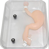 Modelo simulador laparoscopia de entrenamiento endoscopio estomago de cirugia gastroscopica