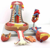 Modelo de mediastino sistema timo corazón humano - Alta Definición
