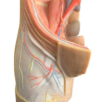 Modelo de pelvis femenina o masculino - Ultra Realista Alta Simulación