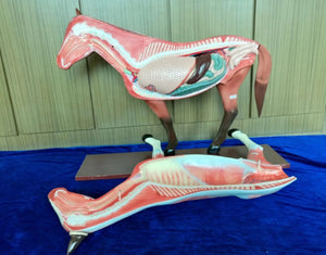 Modelo de caballo para MVZ Desmontable