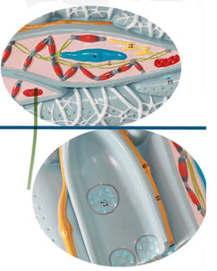 Modelo microscópico de tejido miocárdico