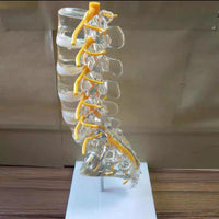 Modelo de columna vertebral lumbar transparente