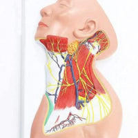 Modelo anatomico Neurovascular de cuello vena yugular