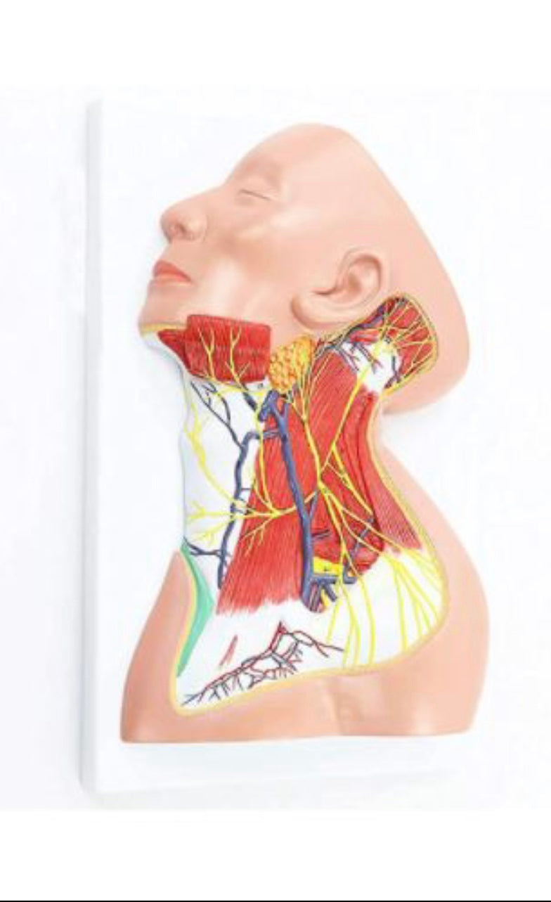 Modelo anatomico Neurovascular de cuello vena yugular