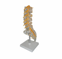 Modelo de columna vertebral lumbar transparente
