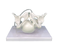 Modelo pelvis con craneo fetal
