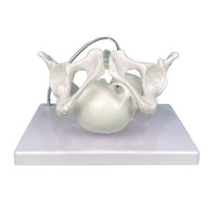 Modelo pelvis con craneo fetal