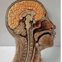 Modelo de Cabeza y Cerebro - Ultra Realista Alta Simulación