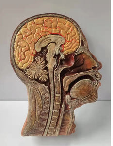 Modelo de Cabeza y Cerebro - Ultra Realista Alta Simulación